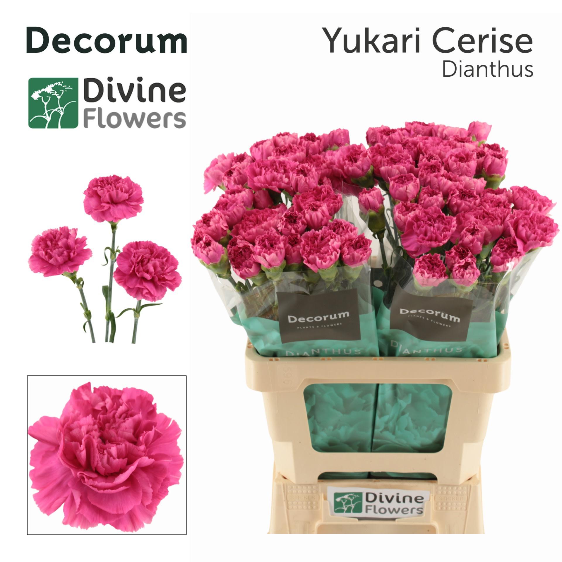 Срезанные цветы оптом Dianthus st yukari cerise от 80шт из Голландии с доставкой по России