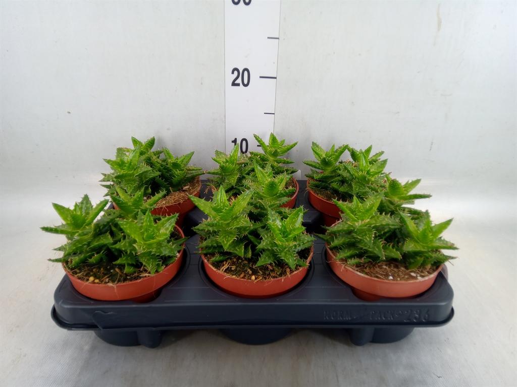 Горшечные цветы и растения оптом Aloe Squarrosa от 6шт из Голландии с доставкой по России