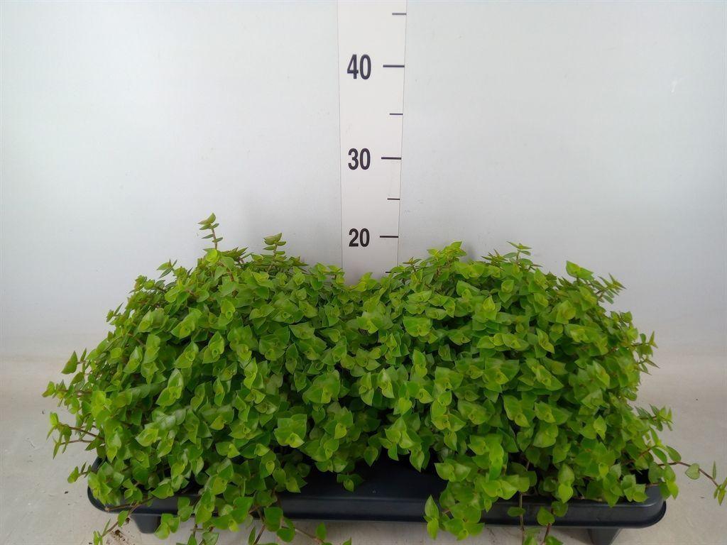 Горшечные цветы и растения оптом Callisia Repens от 2шт из Голландии с доставкой по России