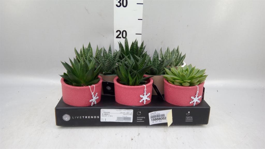 Горшечные цветы и растения оптом Haworthia ... от 8шт (для телеги) из Голландии с доставкой по России