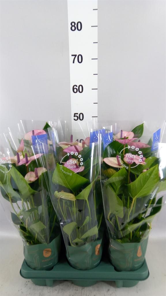 Горшечные цветы и растения оптом Anthurium Andr. laguna от 6шт из Голландии с доставкой по России