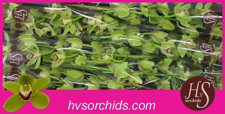 Срезанные цветы оптом Cymbidium green forest king от 6шт из Голландии с доставкой по России