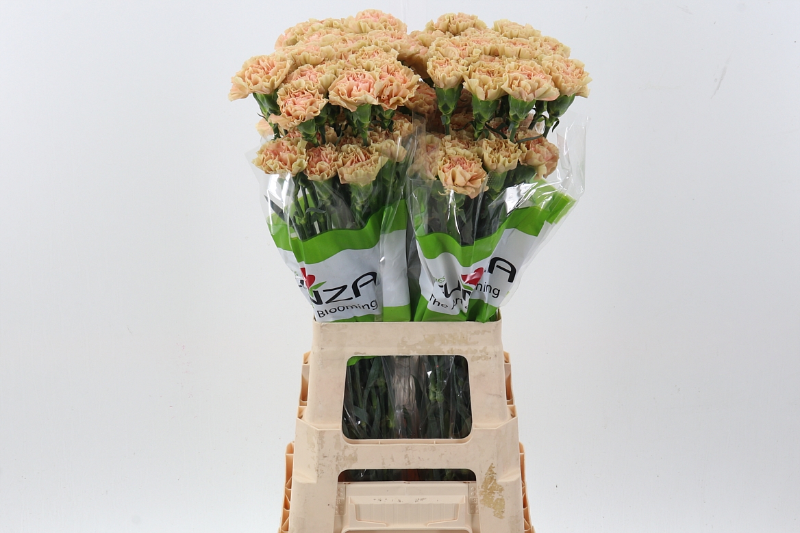 Срезанные цветы оптом Dianthus st ambar от 80шт. из Голландии с доставкой по России