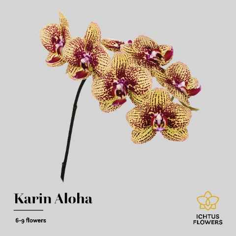 Срезанные цветы оптом Phalaenopsis karin aloha (per stem) от 6шт. из Голландии с доставкой по России