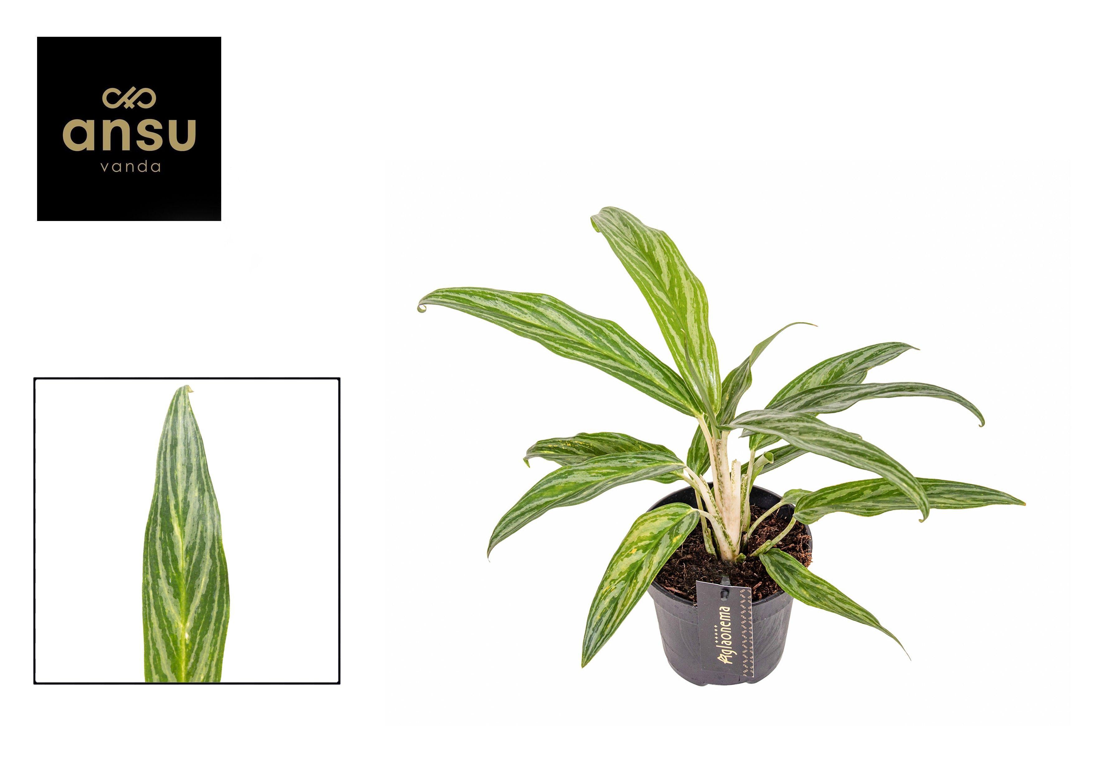 Горшечные цветы и растения оптом Aglaonema Sunray Green от 6шт из Голландии с доставкой по России