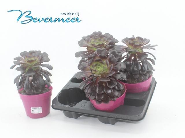 Горшечные цветы и растения оптом Aeonium Ab Velours от 4шт из Голландии с доставкой по России