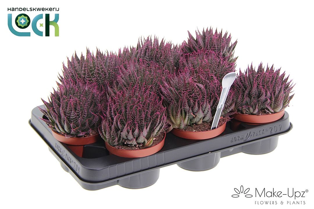 Горшечные цветы и растения оптом Aloe Aristata от 9шт из Голландии с доставкой по России