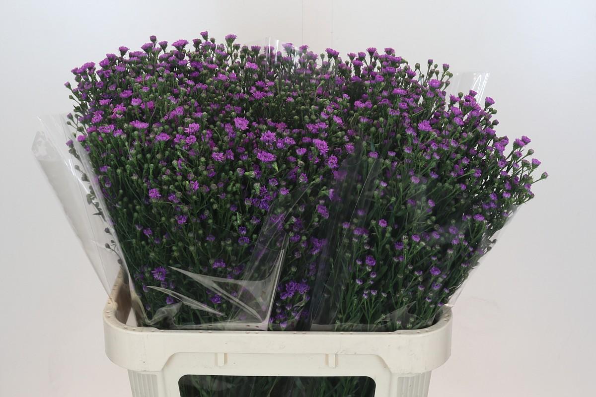 Срезанные цветы оптом Aster baby pink от 100шт из Голландии с доставкой по России