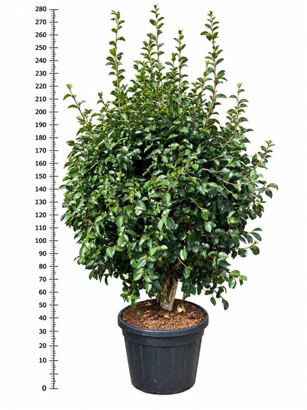 Горшечные цветы и растения оптом Camellia Sas. plantation Pink от 1шт из Голландии с доставкой по России