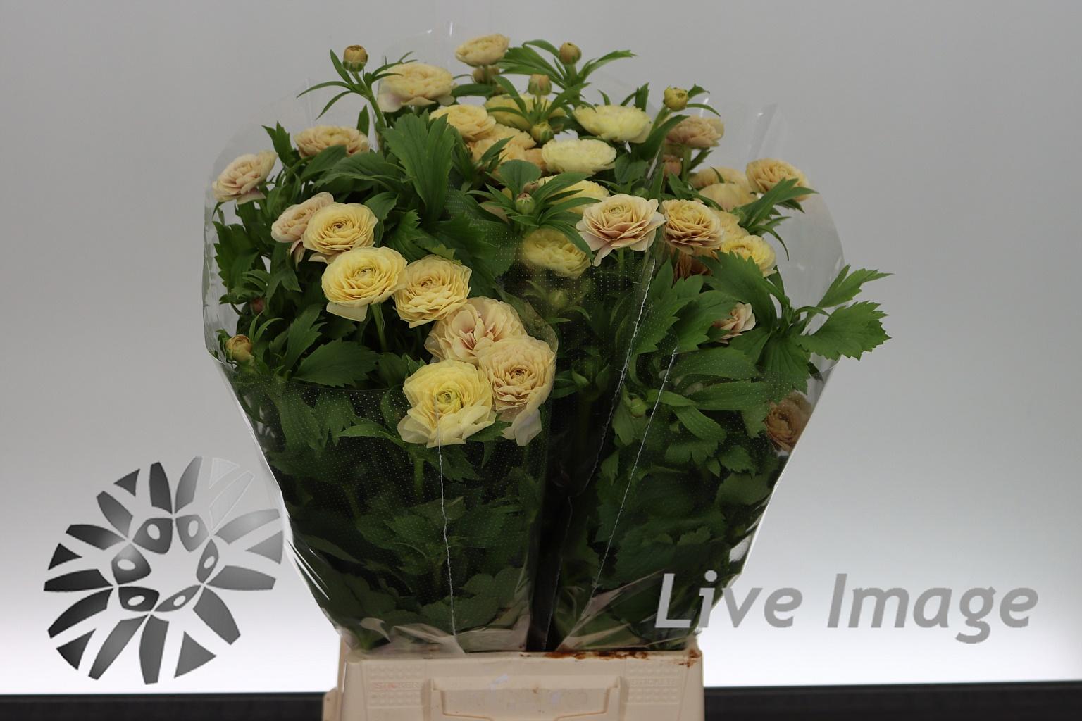 Срезанные цветы оптом Ranunculus natura moderna vivaldi от 30шт из Голландии с доставкой по России