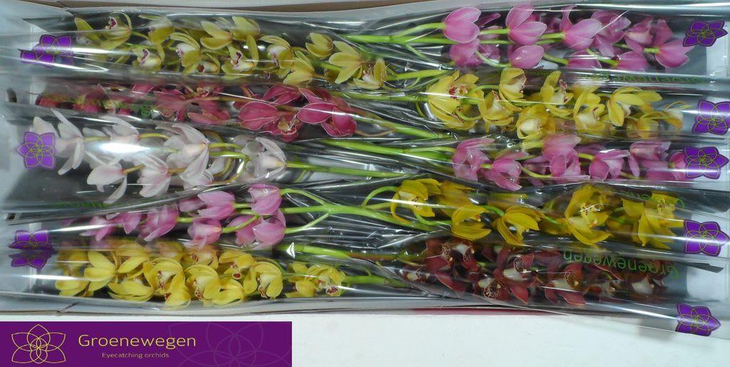 Срезанные цветы оптом Minicymbidium mix от 10шт... из Голландии с доставкой по России