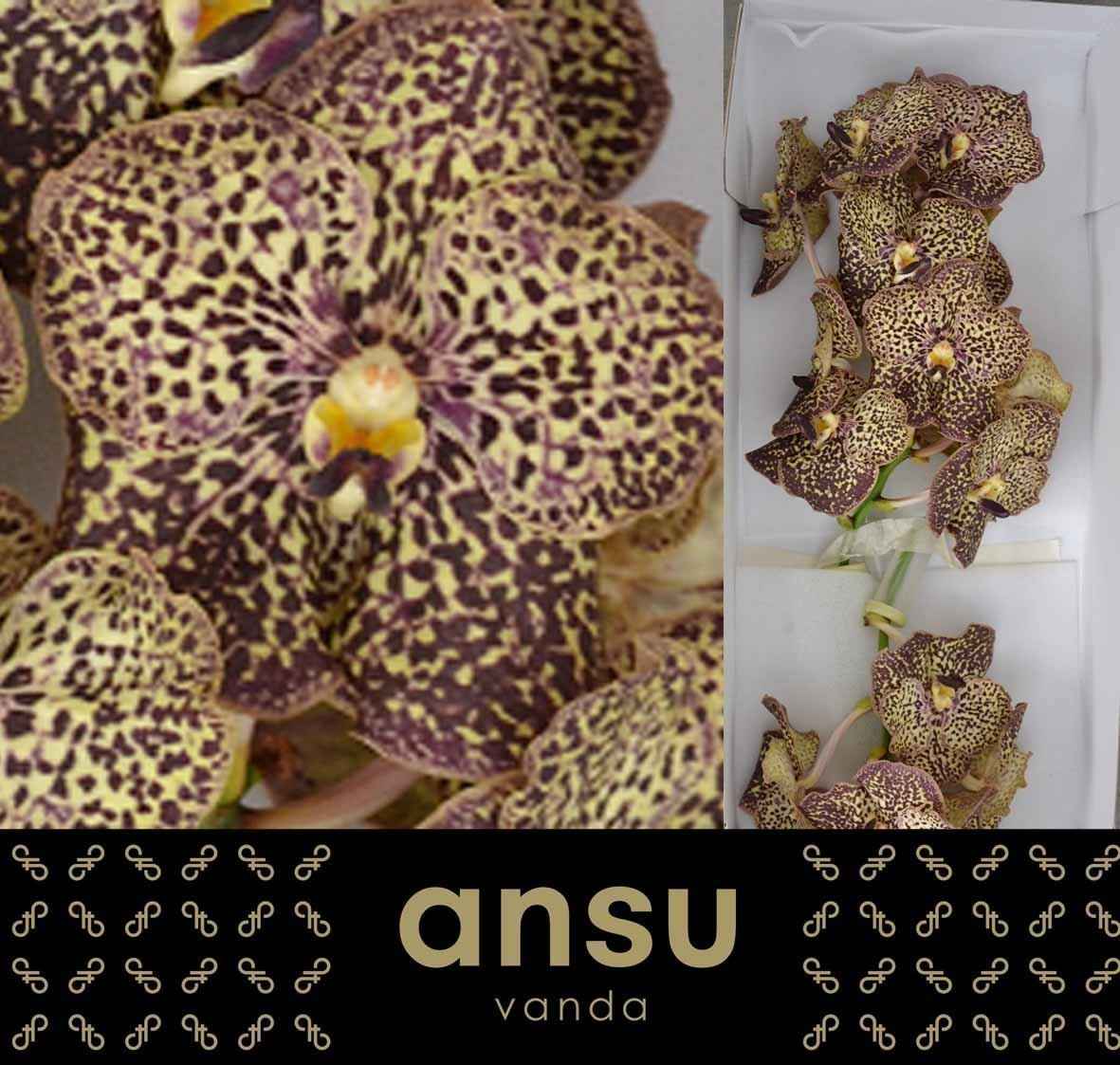 Срезанные цветы оптом Vanda sunanda ocelot mocha от 16шт из Голландии с доставкой по России