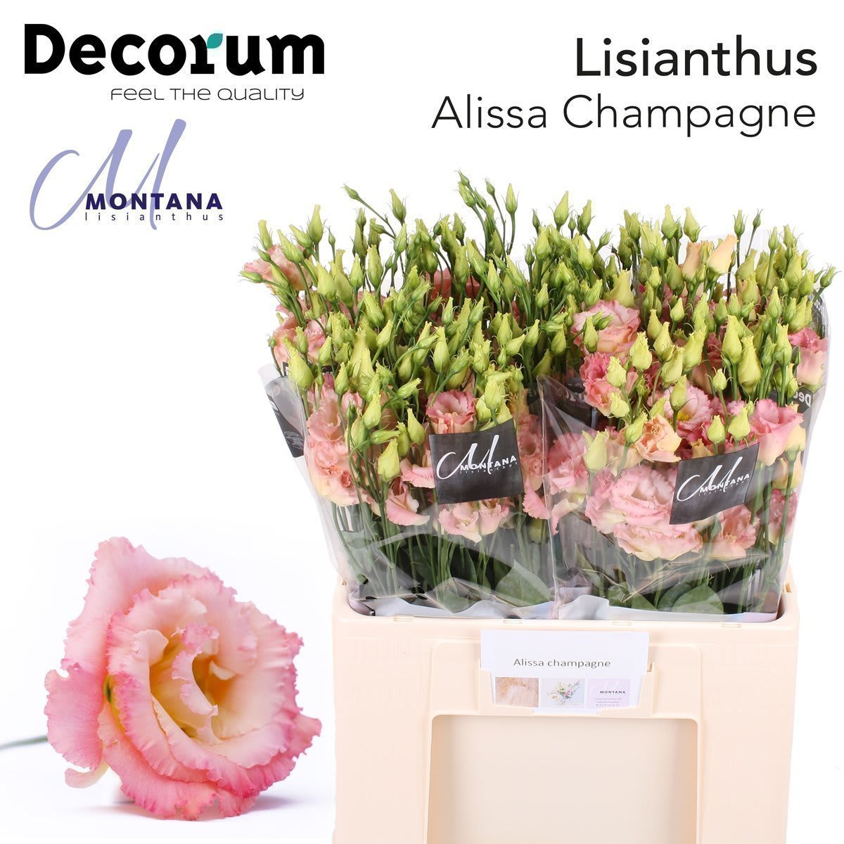 Срезанные цветы оптом Lisianthus do alissa champagne от 20шт из Голландии с доставкой по России