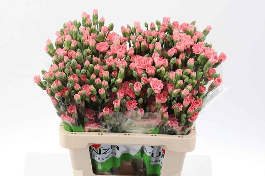 Срезанные цветы оптом Dianthus sp abenico от 100шт из Голландии с доставкой по России