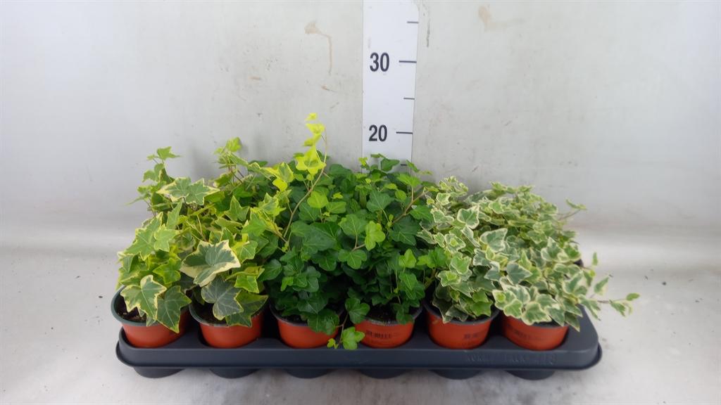 Горшечные цветы и растения оптом Hedera Helix   ...mix 3 от 18шт (для телеги) из Голландии с доставкой по России