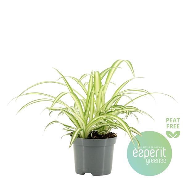 Горшечные цветы и растения оптом Chlorophytum Vittatum от 21шт (для телеги) из Голландии с доставкой по России Горшечные цветы и растения оптом Chlorophytum Vittatum от 21шт (для телеги) из Голландии с доставкой по России