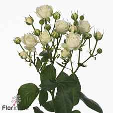 Срезанные цветы оптом Rosa sp white bubbles от 20шт из Голландии с доставкой по России