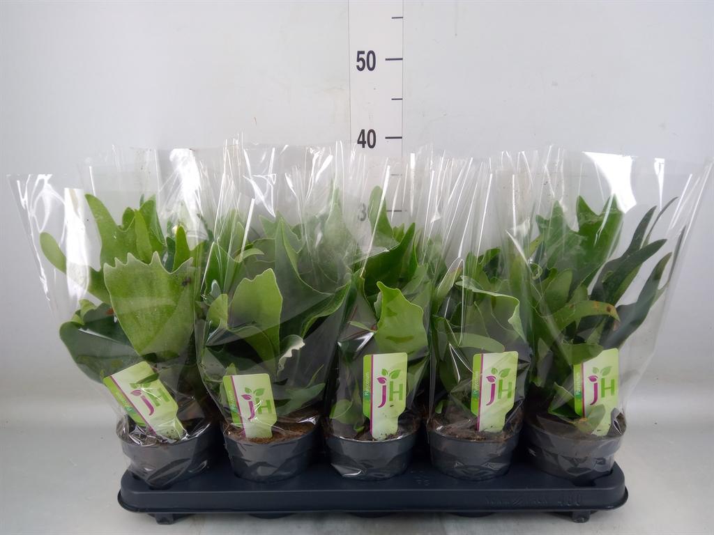 Горшечные цветы и растения оптом Platycerium Bifurc. от 10шт из Голландии с доставкой по России