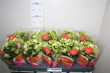 Горшечные цветы и растения оптом Kal Ge Rf Greta от 10шт из Голландии с доставкой по России