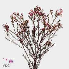 Срезанные цветы оптом Chamelaucium adi от 150шт из Голландии с доставкой по России