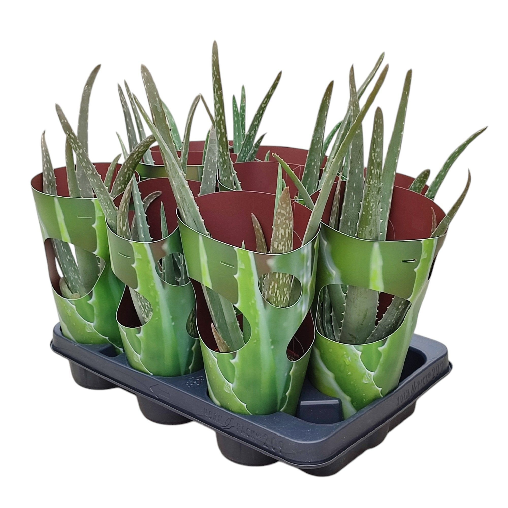 Горшечные цветы и растения оптом Aloe Vera Perforated Plastic Tube от 9шт из Голландии с доставкой по России