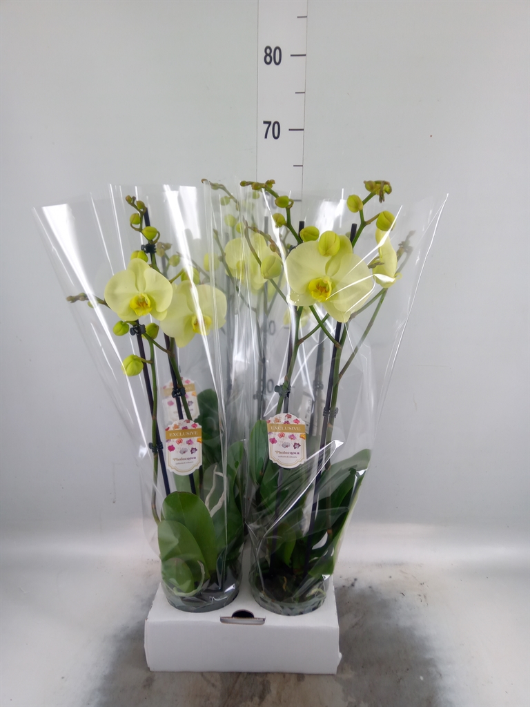 Горшечные цветы и растения оптом Phalaenopsis   ...yellow от 4шт из Голландии с доставкой по России