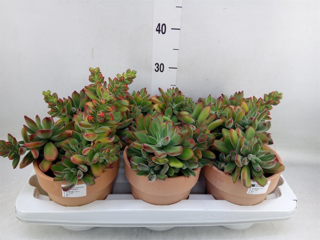 Горшечные цветы и растения оптом Echeveria   ... от 6шт из Голландии с доставкой по России
