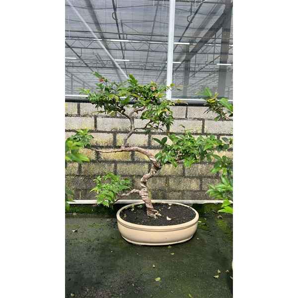 Горшечные цветы и растения оптом Bonsai Syzygium Buxifolium, 30 Cm., (single Item) от 1шт из Голландии с доставкой по России