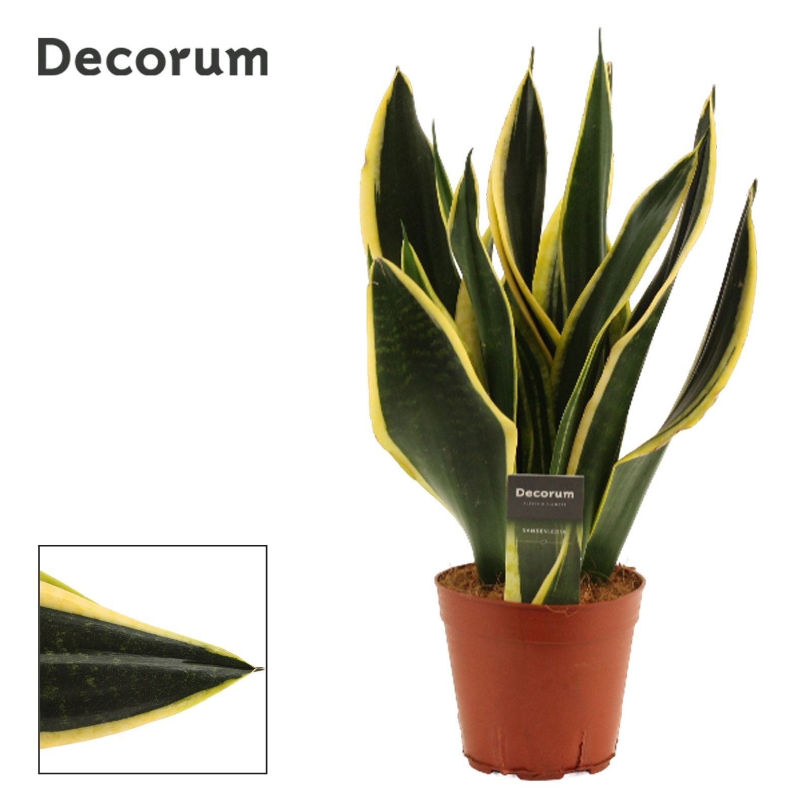 Горшечные цветы и растения оптом Sansevieria Night Shade (decorum) от 7шт из Голландии с доставкой по России