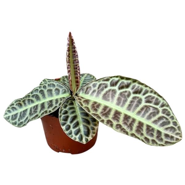 Горшечные цветы и растения оптом Labisia Turtle Back от 1шт из Голландии с доставкой по России