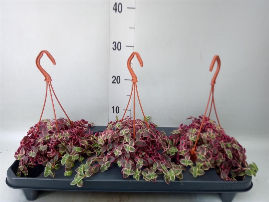 Горшечные цветы и растения оптом Crassula Marginalis от 3шт из Голландии с доставкой по России