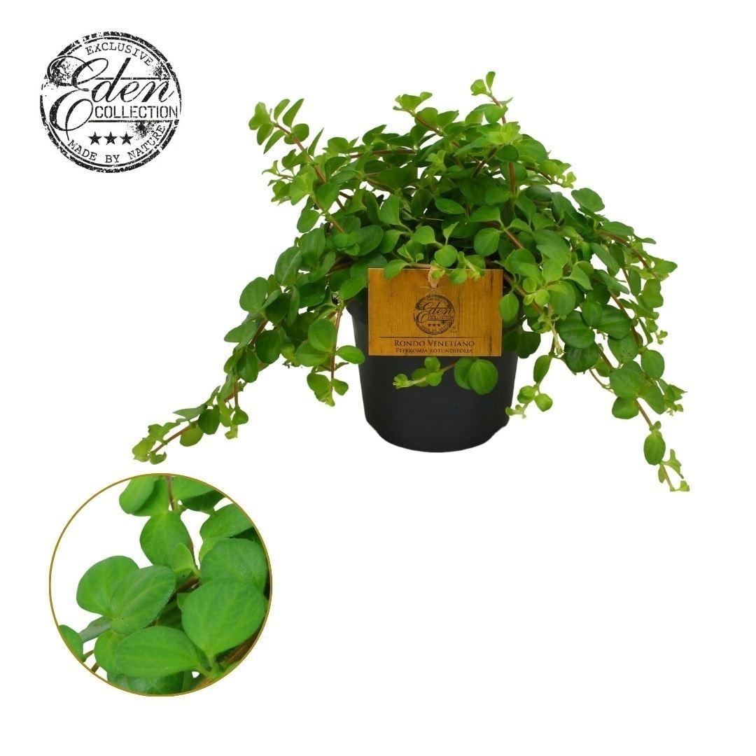 Горшечные цветы и растения оптом Peperomia Rotundifolia от 8шт из Голландии с доставкой по России
