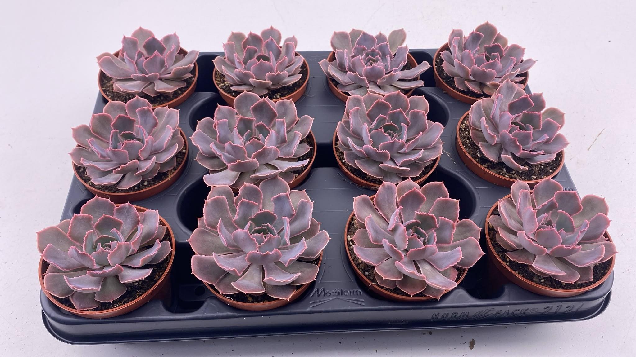 Горшечные цветы и растения оптом Echeveria Schaviana от 12шт (для телеги) из Голландии с доставкой по России