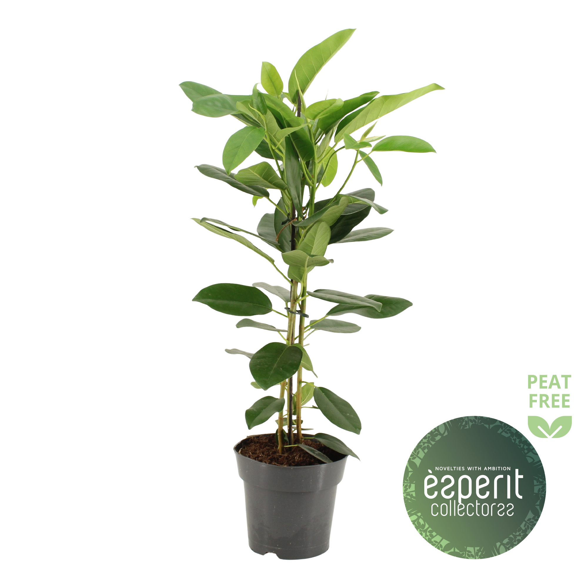 Горшечные цветы и растения оптом Ficus Microcarpa Fuji от 6шт из Голландии с доставкой по России