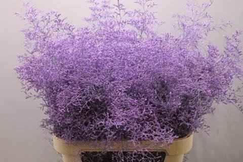 Срезанные цветы оптом Limonium paint milka от 50шт из Голландии с доставкой по России