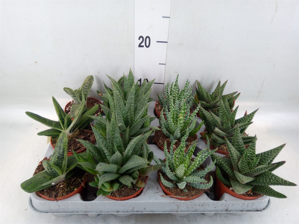 Горшечные цветы и растения оптом Aloe   ...mix от 12шт (для телеги) из Голландии с доставкой по России