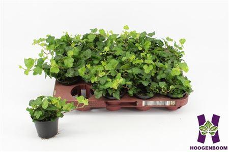 Горшечные цветы и растения оптом Hedera Wonder 8 Cm от 16шт (для телеги) из Голландии с доставкой по России