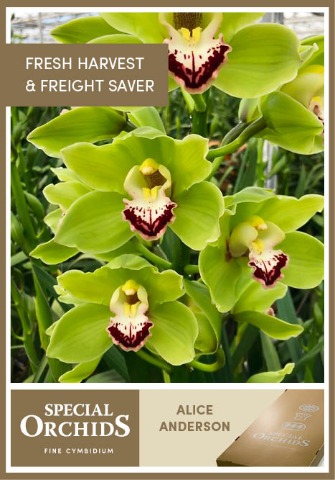 Срезанные цветы оптом Cymbidium green anderson от 4шт из Голландии с доставкой по России