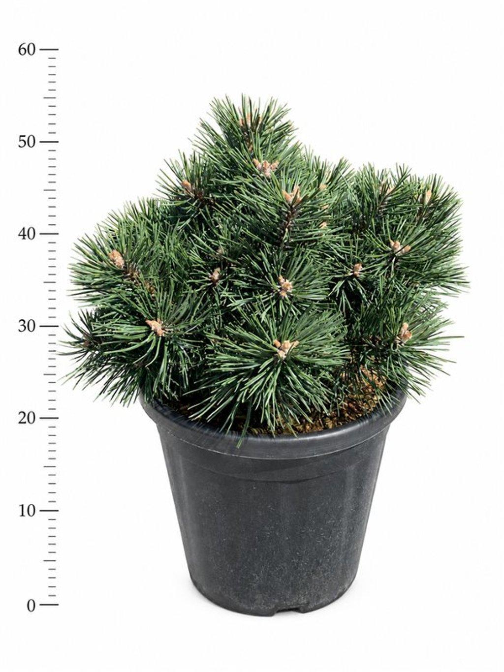 Горшечные цветы и растения оптом Pinus Mugo Green Pearl от 1шт из Голландии с доставкой по России