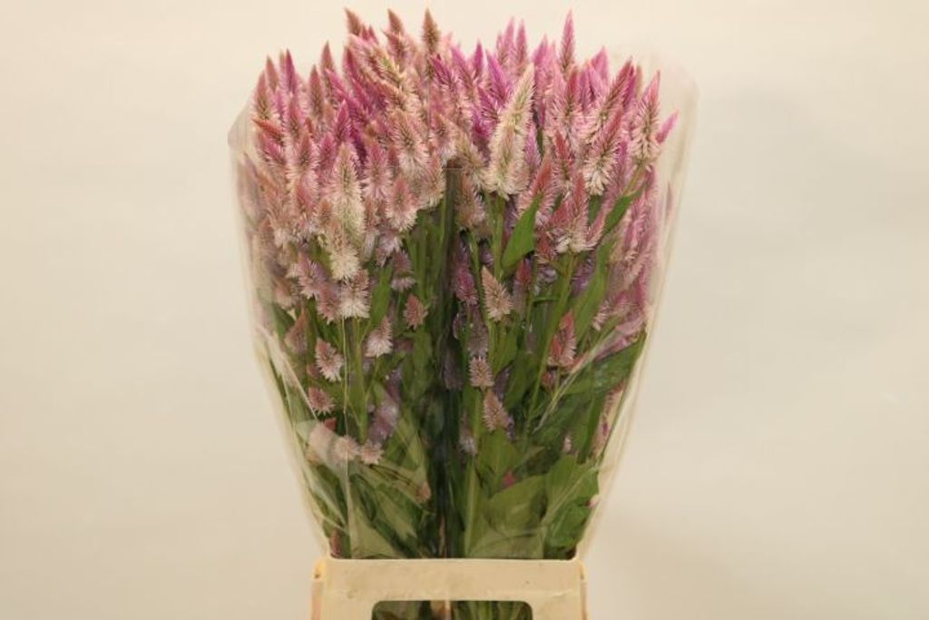 Срезанные цветы оптом Celosia plum pink от 60шт из Голландии с доставкой по России