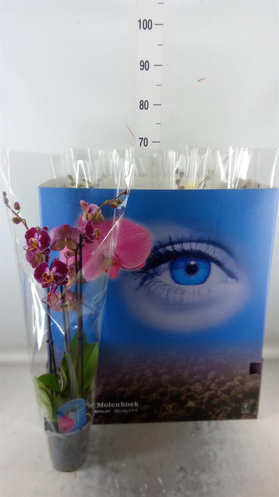 Горшечные цветы и растения оптом Phalaenopsis   ...mix  6 от 12шт из Голландии с доставкой по России