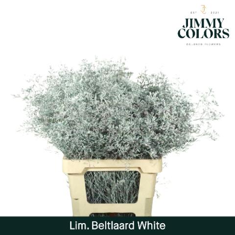 Срезанные цветы оптом Limonium beltlaard paint white от 50шт из Голландии с доставкой по России