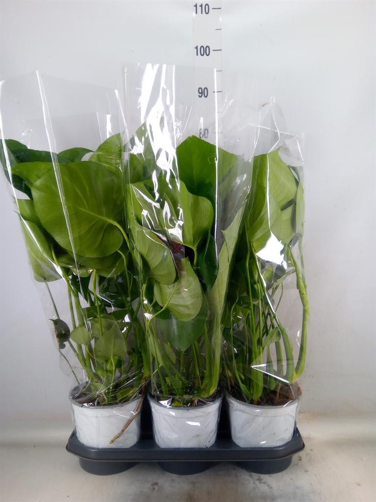 Горшечные цветы и растения оптом Monstera Delic. от 3шт из Голландии с доставкой по России Горшечные цветы и растения оптом Monstera Delic. от 3шт из Голландии с доставкой по России