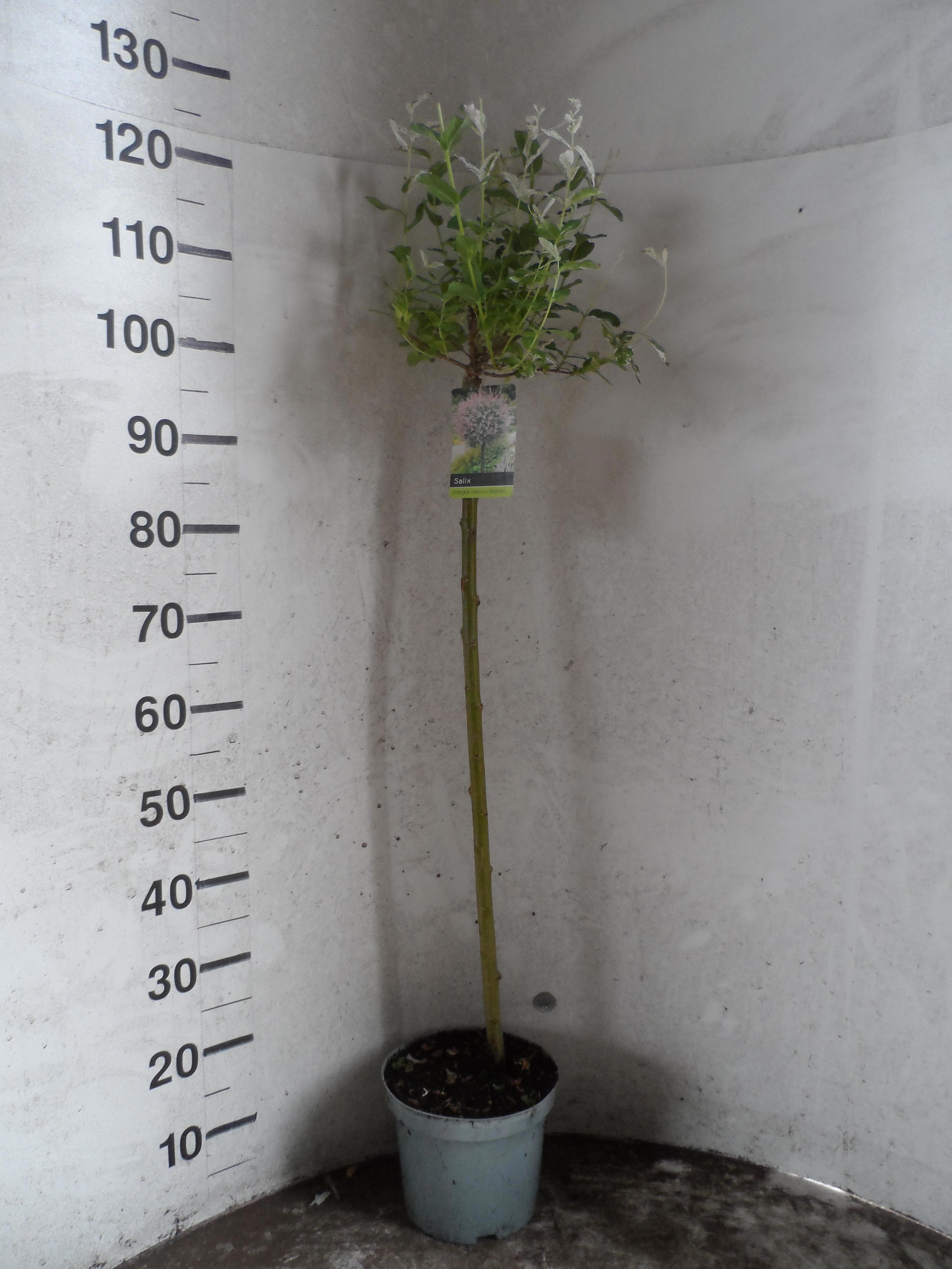 Горшечные цветы и растения оптом Salix In Hakuro Nish от 1шт из Голландии с доставкой по России