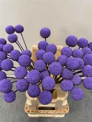 Срезанные цветы оптом Craspedia paint purple от 100шт из Голландии с доставкой по России