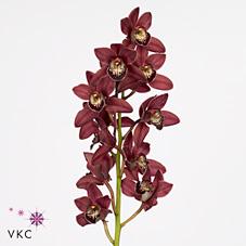 Срезанные цветы оптом Minicymbidium red beauty roy от 4шт из Голландии с доставкой по России