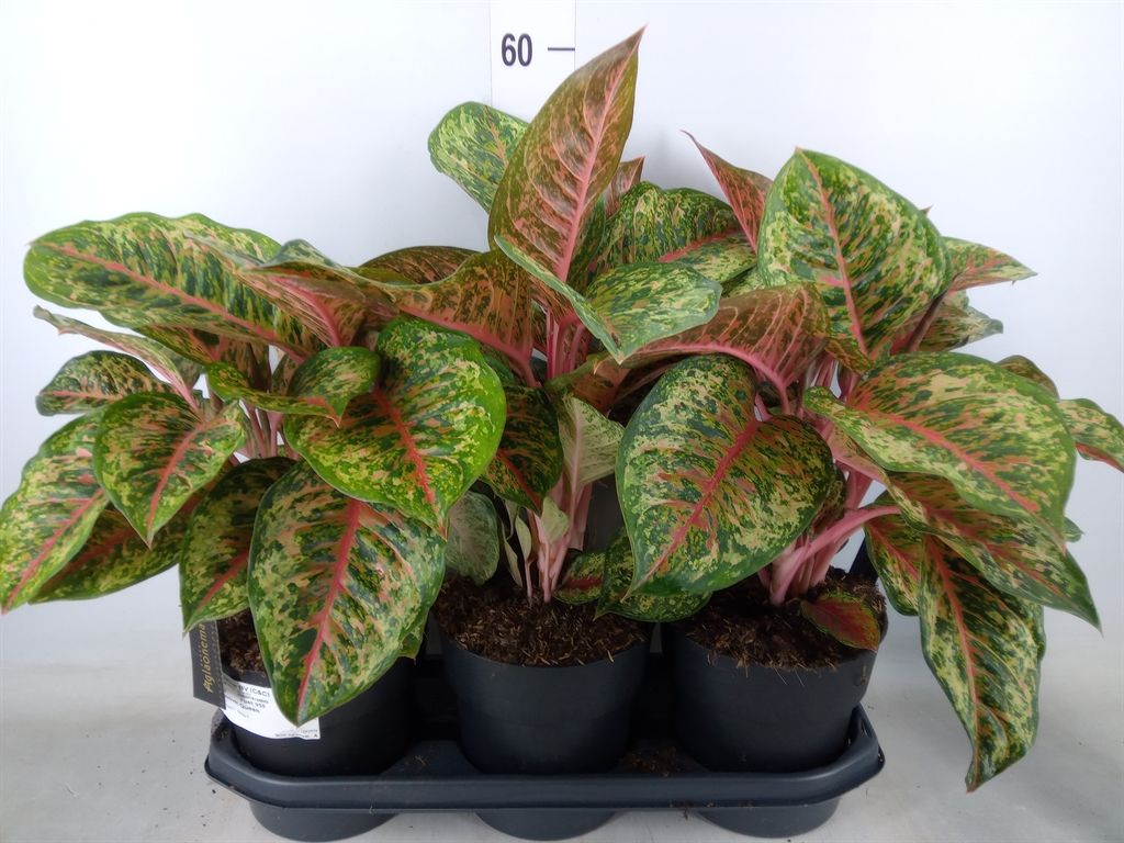 Горшечные цветы и растения оптом Aglaonema   ... от 3шт из Голландии с доставкой по России