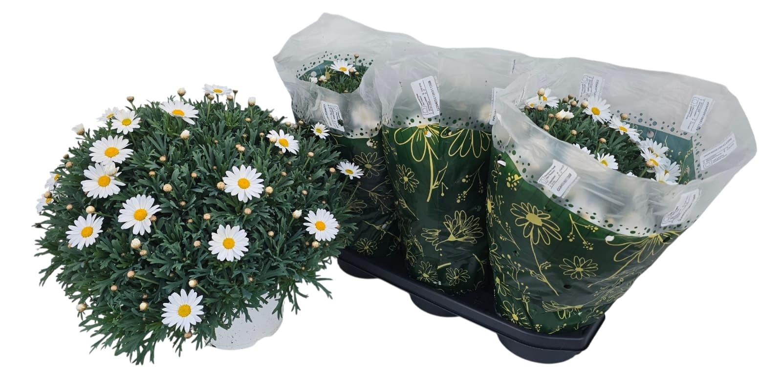 Горшечные цветы и растения оптом Arg Stella 2000 от 3шт из Голландии с доставкой по России