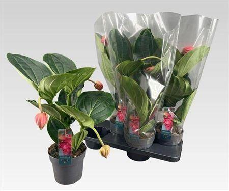 Горшечные цветы и растения оптом Medin Mag Flamenco 3 Flower от 4шт из Голландии с доставкой по России