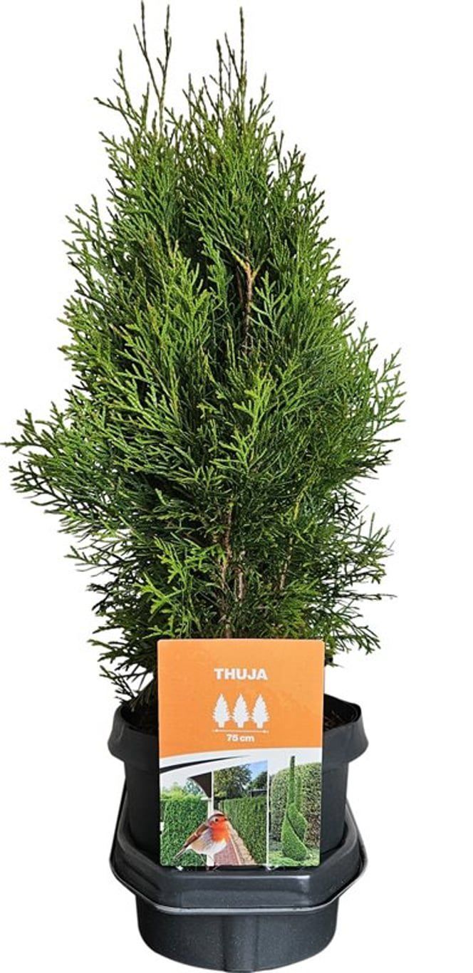 Горшечные цветы и растения оптом Thuja Occ Smaragd (hedgeline) от 3шт из Голландии с доставкой по России